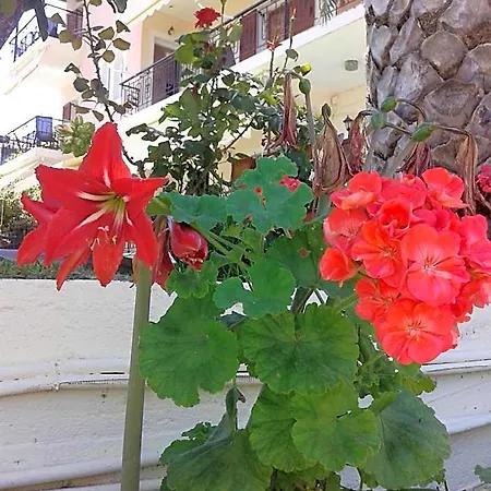 فندق Aggeliki Lefkáda